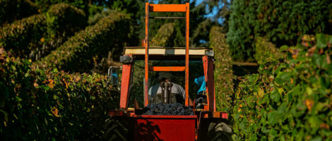 les vendanges à Madiran